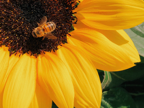 sourcing_1 - Mustela Multi-market - 1