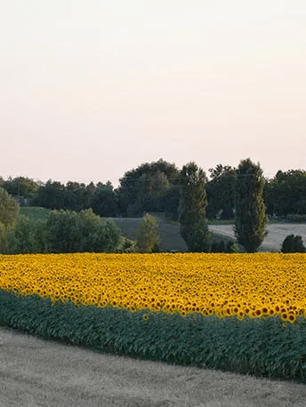 Sourcing of sunflower seeds from French organic farming