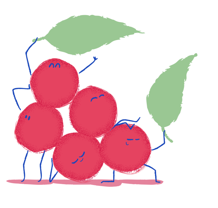 Schisandra: wild red berries